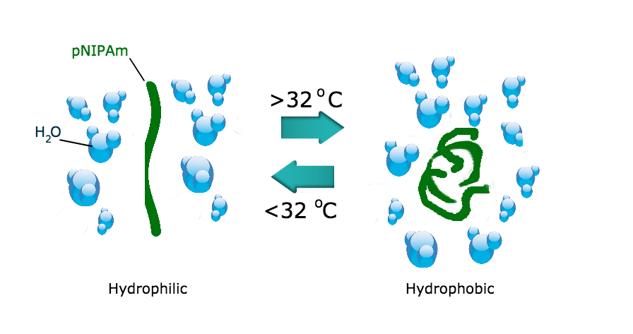 Temperature responsive pNIPAm